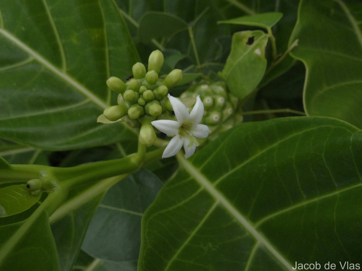 Morinda citrifolia L.